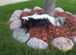 wildlife skunk removal by anytime animal control